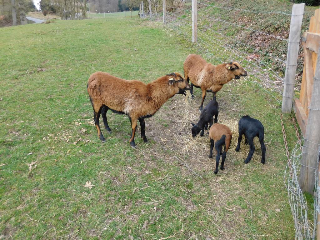 Ferienbauernhof Familie Stratmann Διαμέρισμα Eslohe Εξωτερικό φωτογραφία